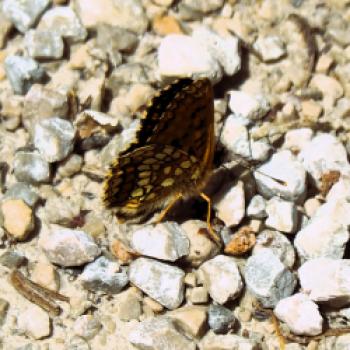 Zahlreiche Vogelarten, Schmetterlinge, Reptilien und einer wunderbaren Blumenwelt begleiten uns und ergänzen die spannenden Landschaftseindrücke - (c) Jörg Bornmann