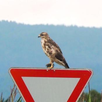 Von Plattling an die Isarmündung 14 km - (c) Jörg Bornmann