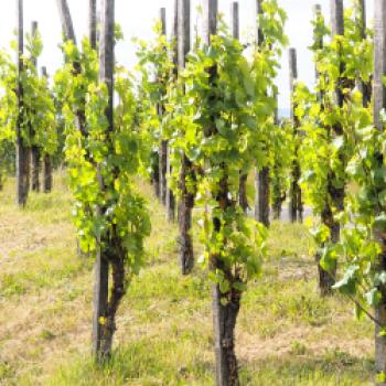 „terroir f Punkt Abt-Degen-Weintal", Ein magischer Ort am Abt-Degen-Weintal-Radweg für Genießer fränkischer Weine und der malerischen Landschaft der Haßberge - (c) Jörg Bornmann