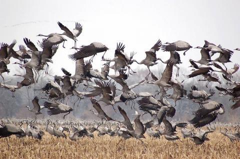 Die Prignitz ist jetzt Drehkreuz für tausende Zugvögel - für viele Arten sogar Winterquartier - (c) Markus Tiemann