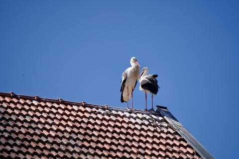 Radeln an der Ammer: Von der Quelle zur Mündung - (c) Armin Herb